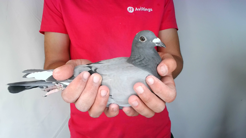 Pigeon image