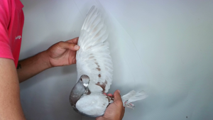 Pigeon image
