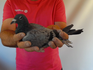 Pigeon image