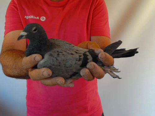 Pigeon image