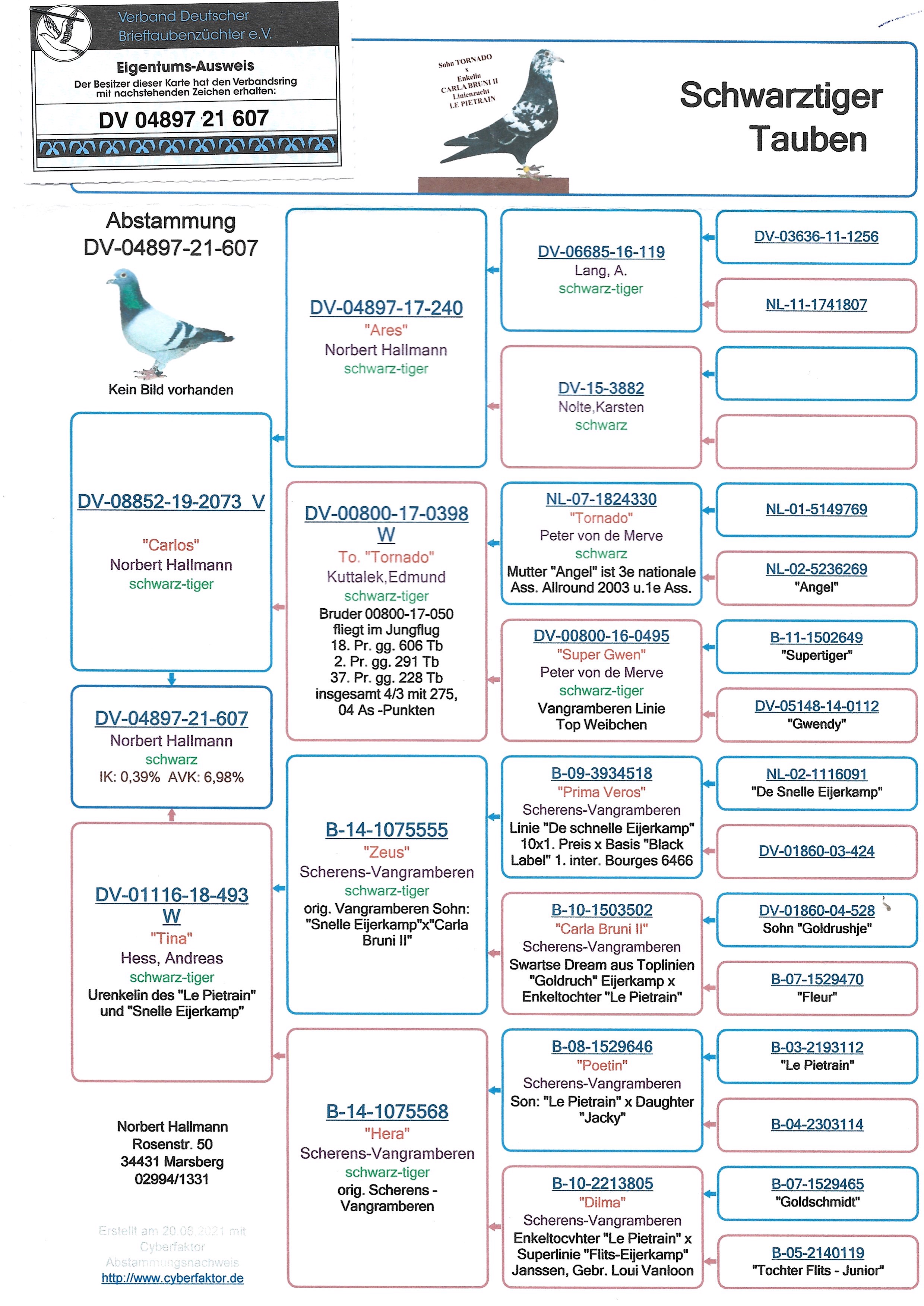 Pigeon pedigree image