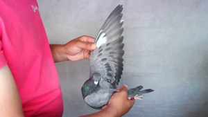 Pigeon image