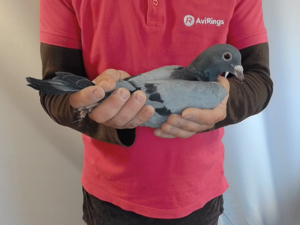 Pigeon image