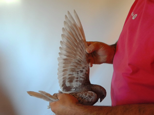 Pigeon image