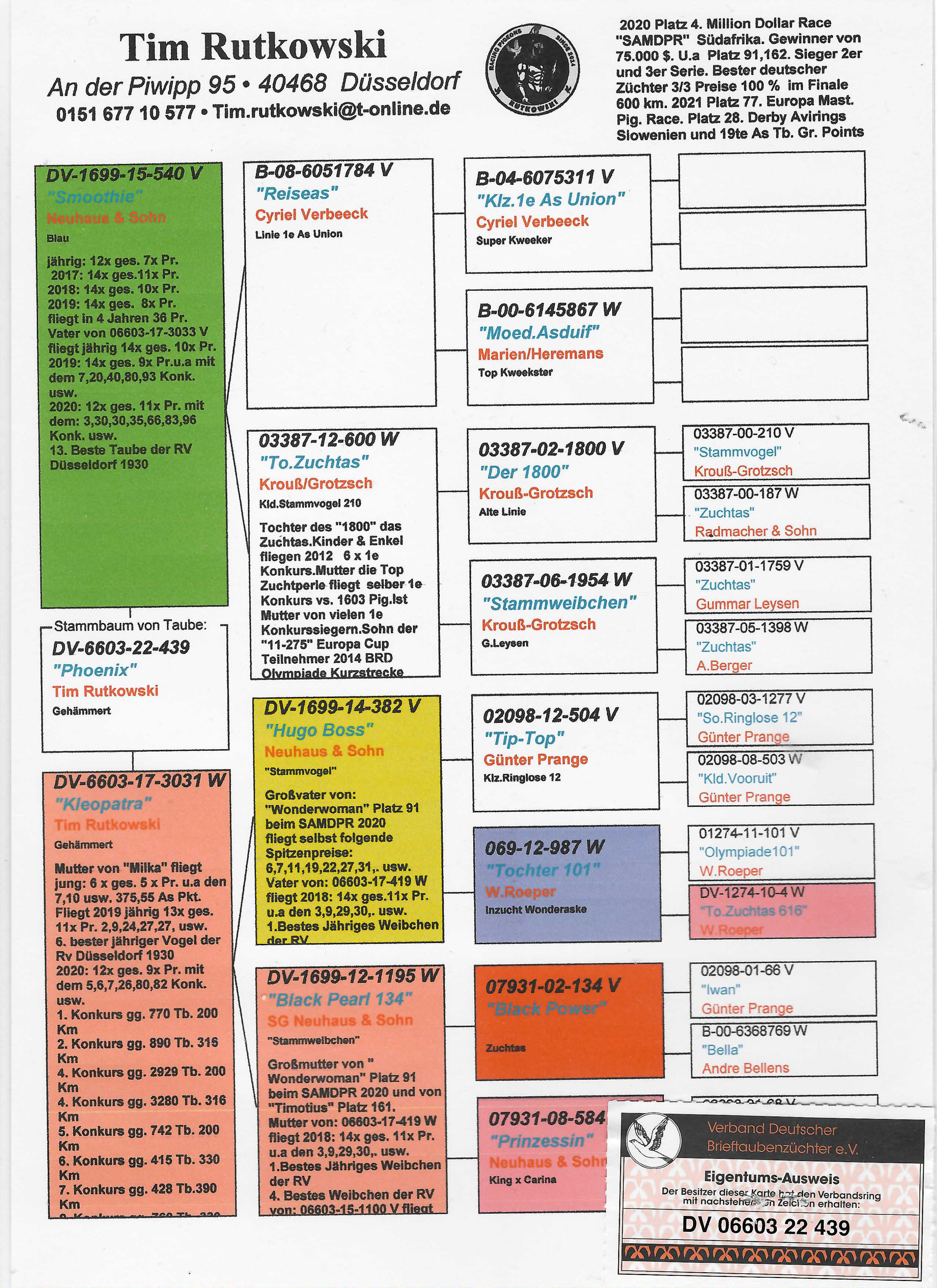 Pigeon pedigree image