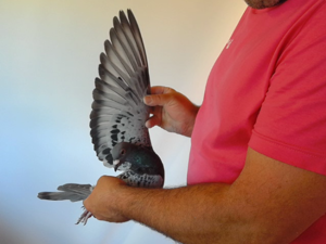 Pigeon image