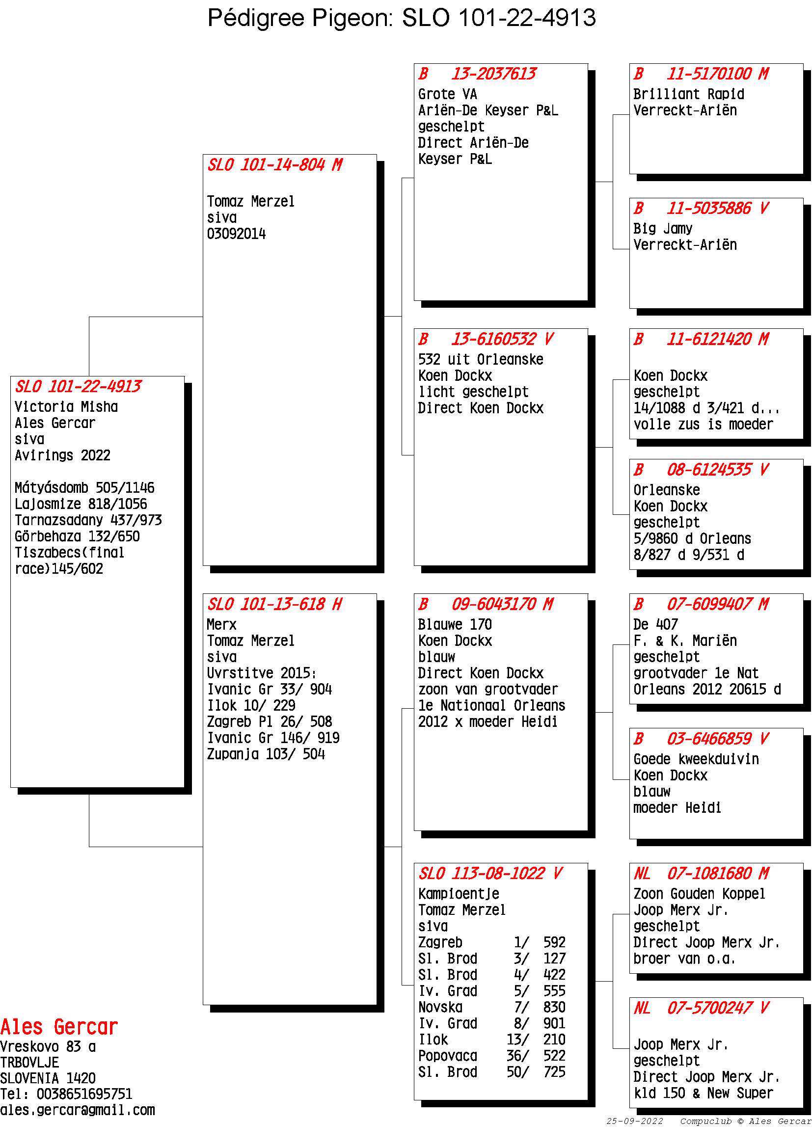 Pigeon pedigree image