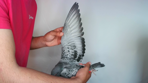 Pigeon image