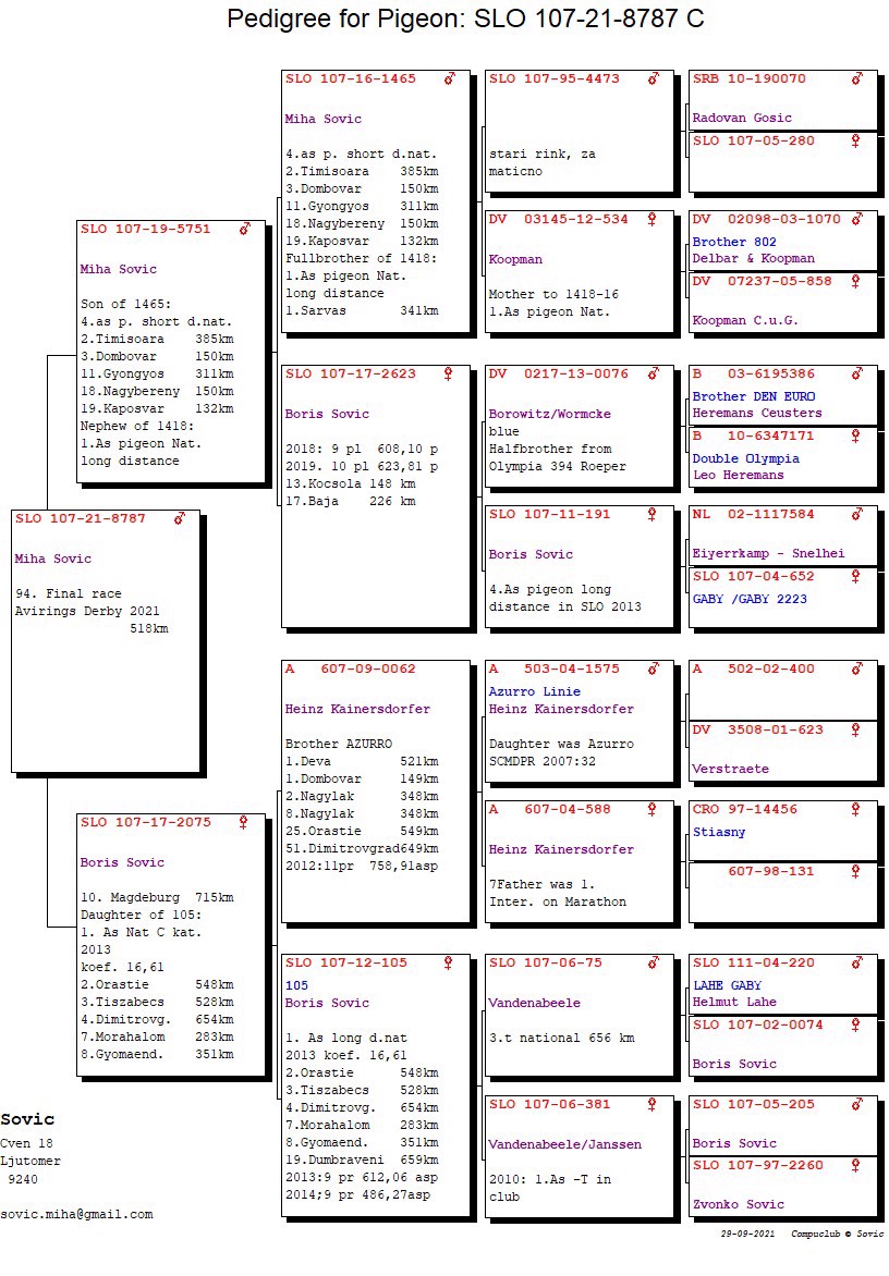 Pigeon pedigree image
