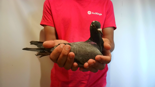 Pigeon image