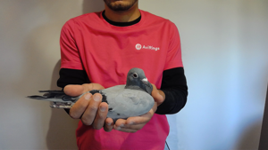 Pigeon image