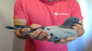 Pigeon image