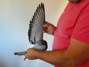 Pigeon image