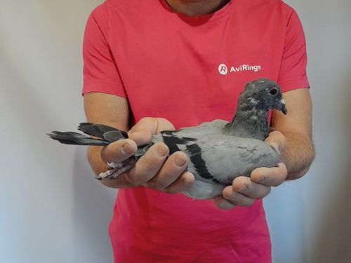 Pigeon image