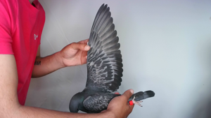 Pigeon image