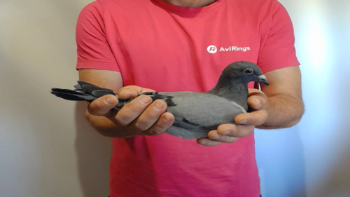 Pigeon image