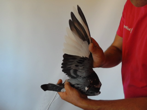 Pigeon image