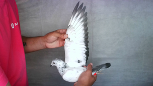Pigeon image