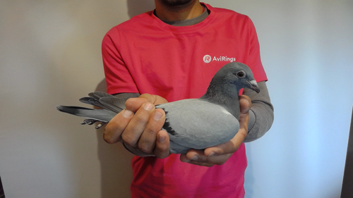 Pigeon image