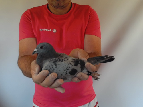 Pigeon image