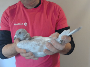 Pigeon image