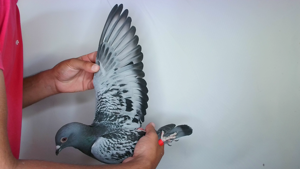 Pigeon image