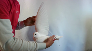 Pigeon image