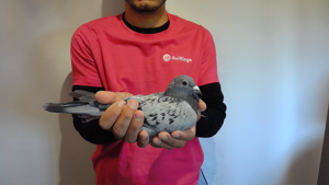 Pigeon image