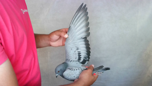 Pigeon image