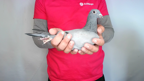 Pigeon image