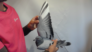 Pigeon image