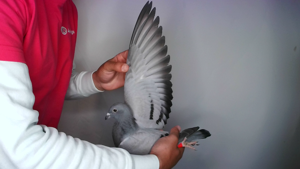 Pigeon image