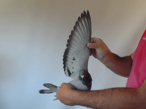 Pigeon image