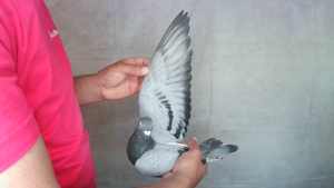 Pigeon image