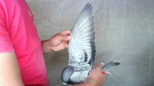 Pigeon image