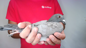 Pigeon image