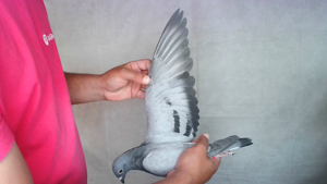 Pigeon image