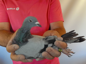 Pigeon image