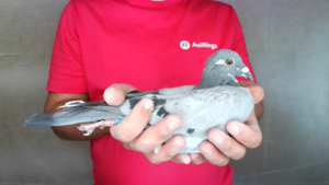 Pigeon image