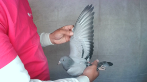 Pigeon image