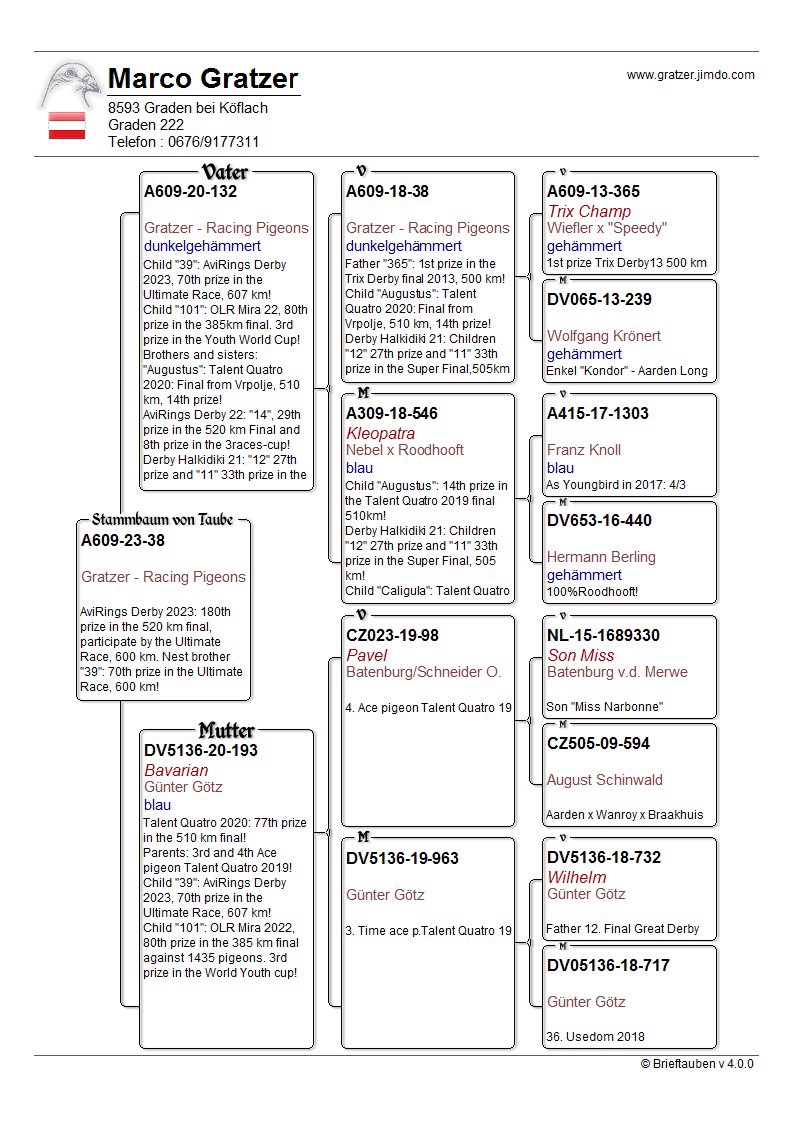 Pigeon pedigree image