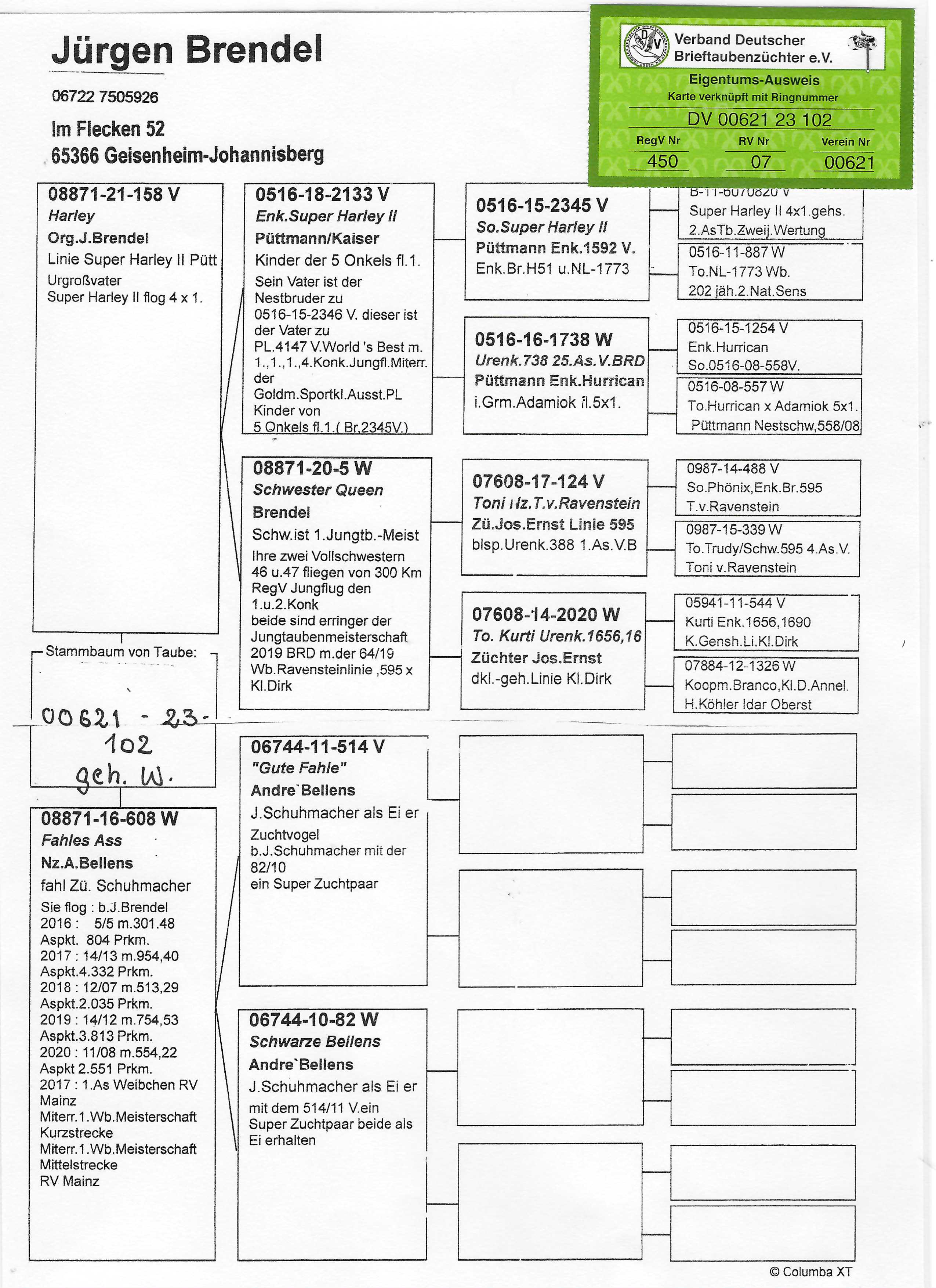 Pigeon pedigree image