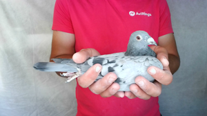 Pigeon image