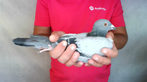 Pigeon image