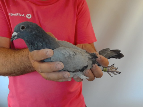 Pigeon image