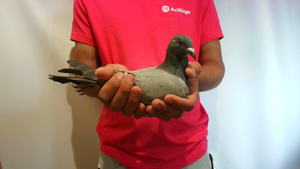 Pigeon image