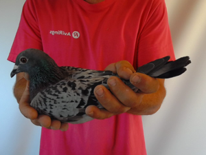 Pigeon image