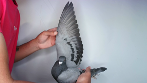 Pigeon image
