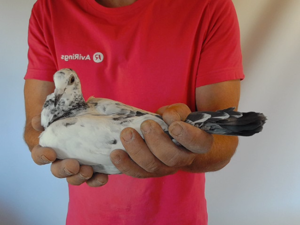 Pigeon image