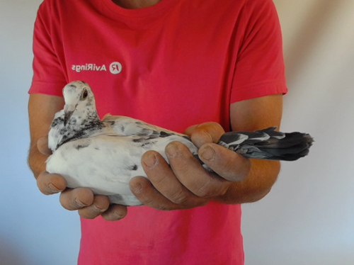 Pigeon image